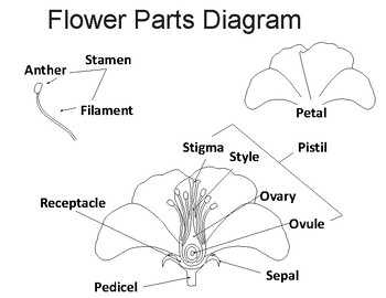 Preview of flower parts diagram Coloring Sheet, Parts of a flower