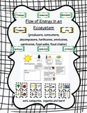 food webs, food chains, and the flow of energy in an ecosystem