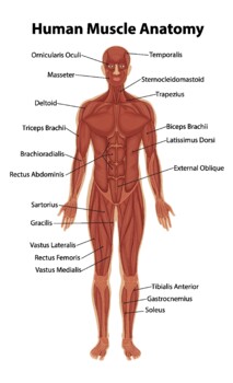 human body labeled