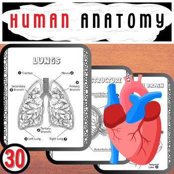 Preview of human anatomy with our expertly designed Human Anatomy Coloring Book