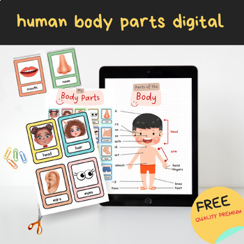 Preview of Human Body Parts Printable-Flashcards and Posters -Match the Body Parts