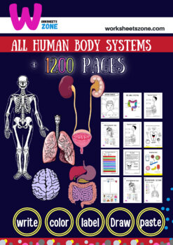 Preview of human body systems Bundle  Science Interactive Notebook and worksheets