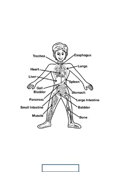 Preview of human body systems coloring pages pdf