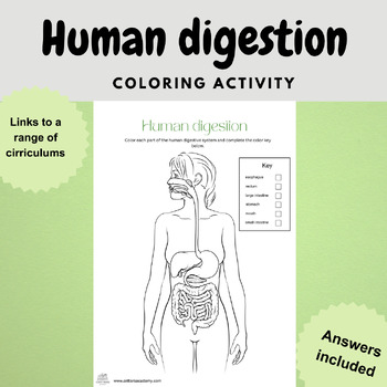 Preview of human digestion anatomy coloring labelling biology diagram worksheet activity