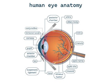 Preview of human eye anatomy - letter size - ready to print