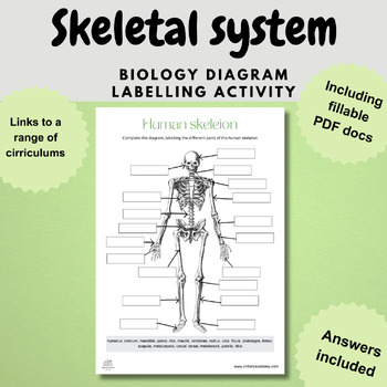 Preview of human skeletal system biology diagram worksheet activity digital and print