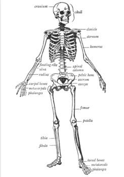 Preview of human skeleton anatomy POSTER FREE