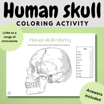 Preview of human skull coloring labelling biology diagram worksheet activity