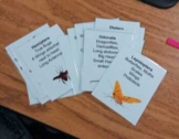 insect order playing cards + quiz