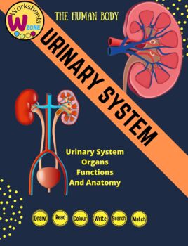 Preview of kidney anatomy Human Body Systems  urinary system organs and anatomy