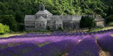 l'Abbaye Notre Dame de Senanque: Lavender Fields of France