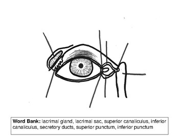 Preview of label parts of the lacrimal apparatus of eye (answer key included)