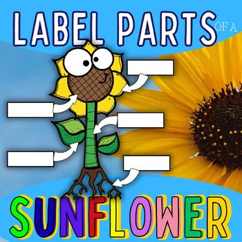 Preview of labels parts of a flower diagram spring botanical sunflower plant craft activity