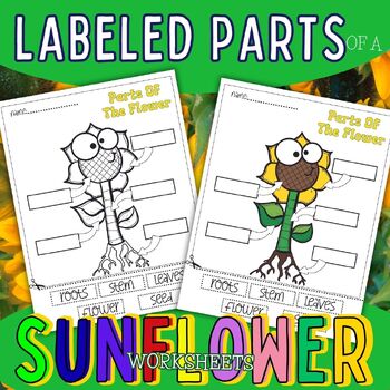 Preview of labels parts of a flower diagram spring botanical sunflower plant worksheets