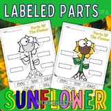 labels parts of a flower diagram spring botanical sunflowe