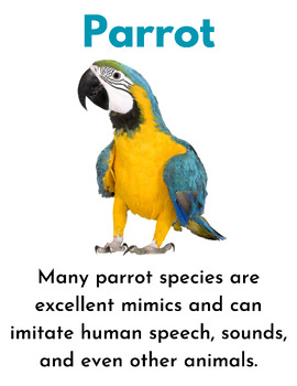 let's learn about Birds - Printable Fun Facts with real Photos