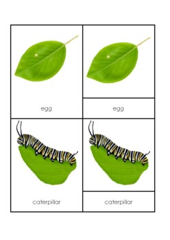 Preview of life cycle of a butterfly Montessori three parts cards and poster