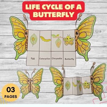 Preview of life cycle of a butterfly foldable kids craft science activity spring activities