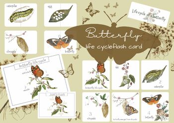 Preview of life cycle of a butterfly mini flash card unit pack