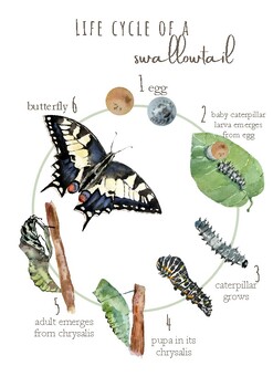 Preview of lifecycle of a swallow tail poster and flashcards - early learning