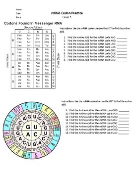 How To Use A Codon Chart