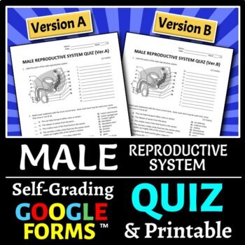 Male Reproductive System Quiz - Two Versions Editable by Tangstar Science