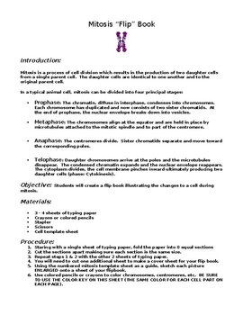 Preview of Master Mitosis with Our Engaging Worksheet and Flip Book Bundle