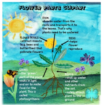 parts of a flower -clipart and handout with text by EdukidsArt | TPT