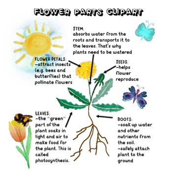 parts of a flower -clipart and handout with text by EdukidsArt | TPT