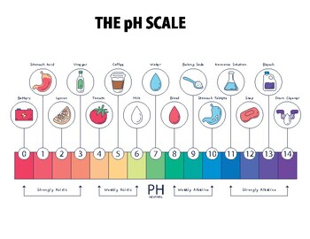 Preview of ph scale infographic  - posters - Ready to print