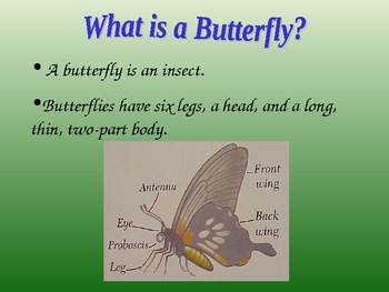 Preview of powerpoint butterflies