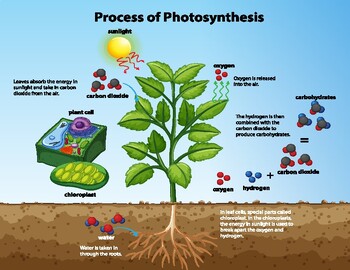 Preview of process of photosynthesis with plant and cells- poster- Ready to print