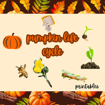 Preview of pumpkin life cycle printables | pumpkin bulletin board
