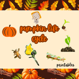 pumpkin life cycle printables | pumpkin bulletin board