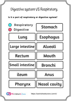 respiratory system worksheet by worksheetzone | TpT