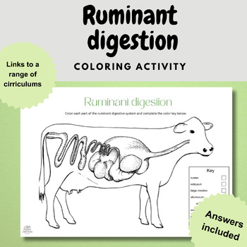 Preview of ruminant digestion anatomy coloring labelling biology diagram worksheet activity