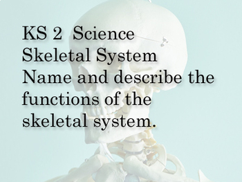 science Skeletal system by In2Educating | Teachers Pay Teachers