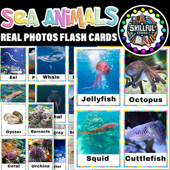 Preview of Sea Animals Real Photos Flash cards|Sea Animals Real Picture Posters Vocabulary