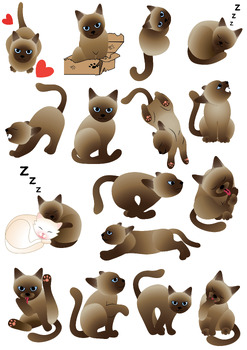 Preview of siamese cat