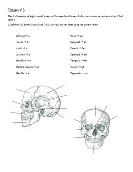 skeletal system lab practical by Nicole's Science Scribbles | TpT