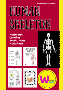 Preview of skeleton anatomy coloring Skeletal System bones 2022 digital resource distance