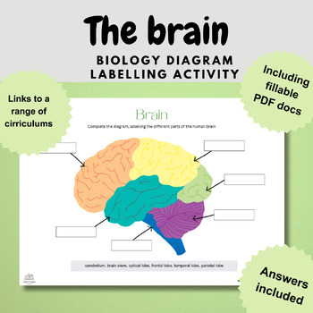 Preview of the brain anatomy biology diagram worksheet activity digital and print