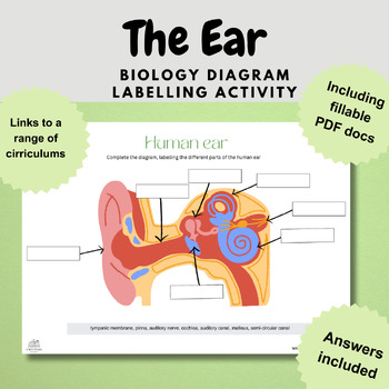 Preview of the ear anatomy biology diagram worksheet activity digital and print