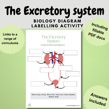 Preview of the excretory system biology diagram worksheet activity digital and print