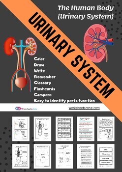 Preview of urinary system label draw color anatomy worksheet flashcards notebook 2022