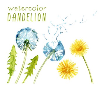 Preview of watercolor flowers, dandelion clipart set #25