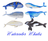 whale clipart, sea clipart, watercolor whales, illustratio