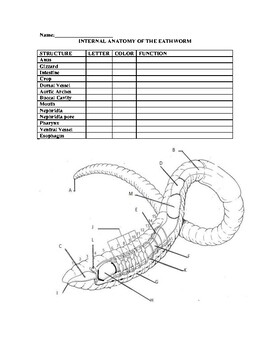 Anatomy of the Earthworm/Ticket into the lab Worksheet by Zoology Shop
