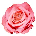 Poppy Rose&#039;s Resources