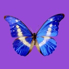 Rockabye Butterfly